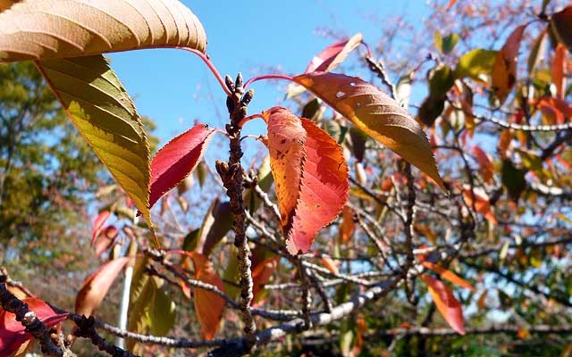 近所の公園にある桜の木…もうちょっと寒くなると葉っぱは全部落ちちゃうと思いますが、何気に枝の先には来年の蕾の準備が…ヽ(^.^;)丿