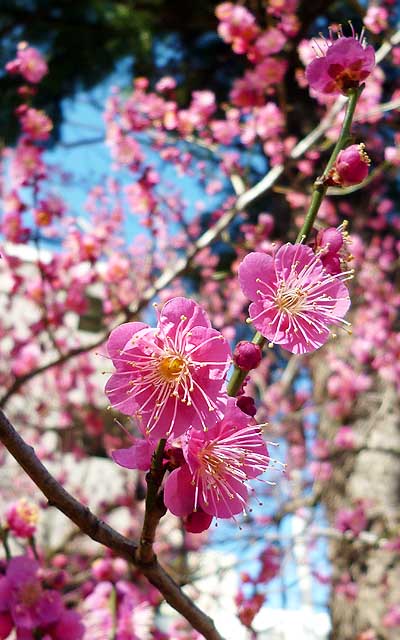 今年に入ってちゃんとお散歩してないー…と、思ってたら、既に梅がもう…ヽ(^.^;)丿