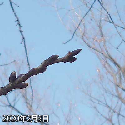 【武蔵小杉の桜(定点観測2020)】去年の観察結果はこちらに…(^_^;)でもって、今年の観察対象はこれに…フラッシュ使ってしまったので、夕方のよーな暗さになってしまいましたが…これでも正午頃撮ってますヽ(^.^;)丿