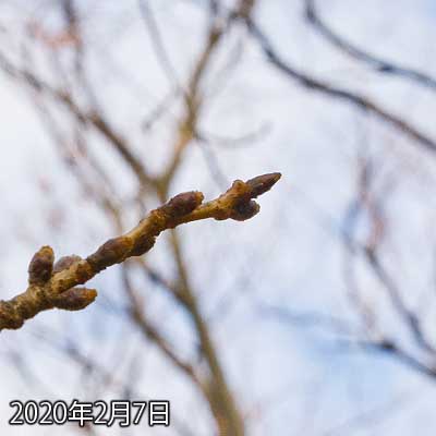 【武蔵小杉の桜(定点観測2020)】前回から1週間も経ってませんので…(^_^;)大きな変化などは見える訳もなく〜…とは言え、暖かい日とか寒い日が繰り返されると変化も見えるかな〜…と、一応…(^_^;)