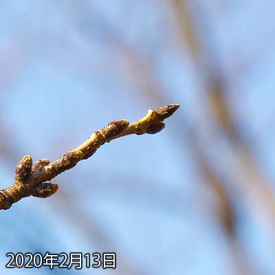 【武蔵小杉の桜(定点観測2020)】今日は突然暖かくなり…だからと言って即変化が出る訳では無いが…ちょっと変わってる?(^_^;)