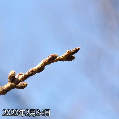 【武蔵小杉の桜(定点観測2020)】暖かい日が続いてるので、もしかしたら…と、思いましたが、全く変化はありませんでしたヽ(^.^;)丿やっぱ今週末に気温下がった後からかなー…