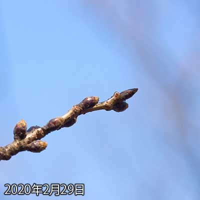 【武蔵小杉の桜(定点観測2020)】一昨日からの変化はあまり見られませんが、10日くらい前と比較すると全体的に丸みを帯びてきてる感じです(^_^;) 
