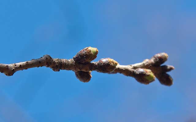 【武蔵小杉の桜(定点観測2020)】これは同じ枝から分かれた枝の1本…つか隣の枝になるのですが…(^_^;)こっちの方が観察対象より進行が早そうですヽ(^.^;)丿つか、この辺りの桜全体が先っぽ見え始めてるのが出始めた気が…(^_^;)