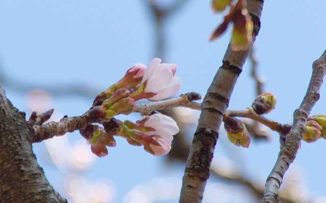 【武蔵小杉の桜(定点観測2020)】が、対象から少し離れた別の木には気の早い開花した枝がヽ(^.^;)丿この木は全体的に先っぽピンクになってますが、まだ伸び切ってない…(^_^;)週末にはもっと増えてそうな予感(^_^;)
