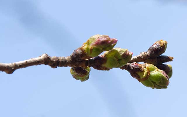 【武蔵小杉の桜(定点観測2020)】先週のと同じ、隣の枝の蕾…(^_^;)早ければ週明けにでも咲きそうな…が、同じ木の他の枝には、これより進んでいるのがある…(^_^;)それらはもしかしたら日曜辺りに…