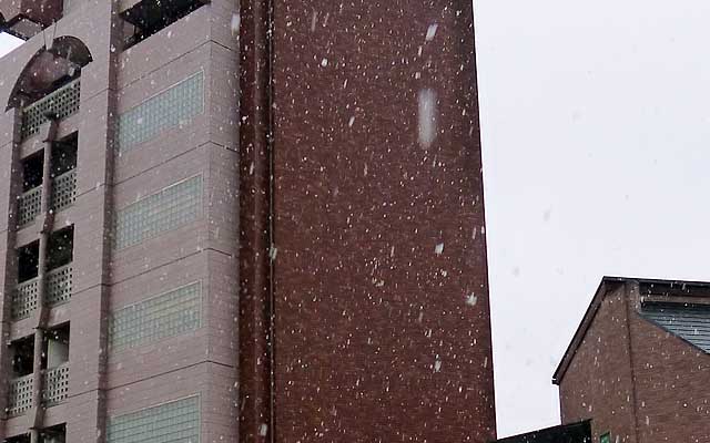 本日午後に一時降雪…(^_^;)確かに寒かったけどねーヽ(^.^;)丿まぁ、花糞持ちには過ごし易い1日ではありました…これで晴れたりすると悲惨なんですがね…＼(T_T)／