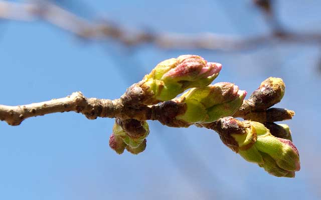 【武蔵小杉の桜(定点観測2020)】対象のお隣の枝、実は観察対象よりこーゆー感じになってる蕾の方が全体的には多いヽ(^.^;)丿相変わらず成長の遅い枝を見事に選択しておるヽ(^.^;)丿なんでやねんヽ(^.^;)丿