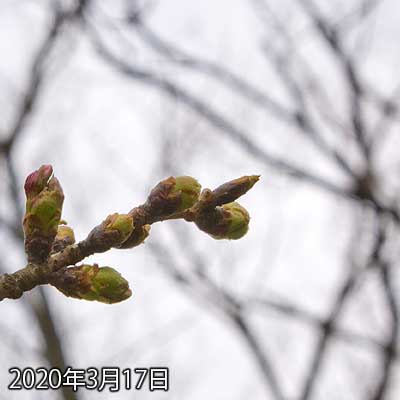 【武蔵小杉の桜(定点観測2020)】ちょっと撮る角度が変わってしまったのですが、左の蕾、若干先が割れてきた気がする(^_^;)まぁ、でもまだまだ…