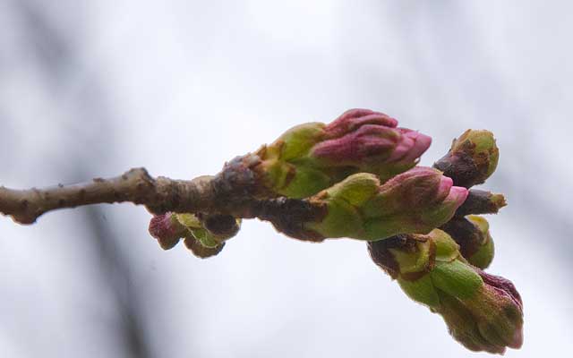 【武蔵小杉の桜(定点観測2020)】その上の枝、伸びております…(^_^;)加えて重くなってきたのか、先が下を向き始めてたりーヽ(^.^;)丿一昨日と比べるとそんな印象…(^_^;)