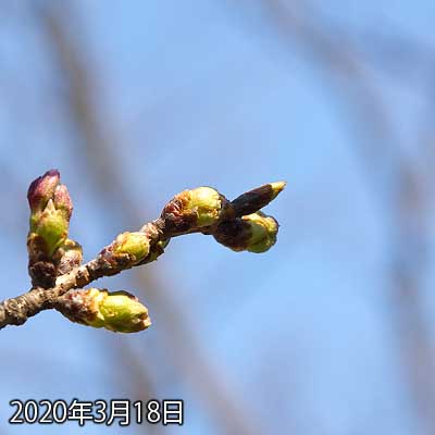 【武蔵小杉の桜(定点観測2020)】そして観察対象…やはり暖かさのせいか、ちょいと育った感じ(^_^;)まだ咲くには至らんですが、徐々には進んでいる(^_^;)