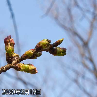 【武蔵小杉の桜(定点観測2020)】先割れ方が昨日より進行しております…(^_^;)同じ木でも昨日より開花してる枝が出てきておりますが…まだまだ数輪、周囲の木もほとんどの木々で開花してますが、割合的には1割りに満たない(^_^;)
