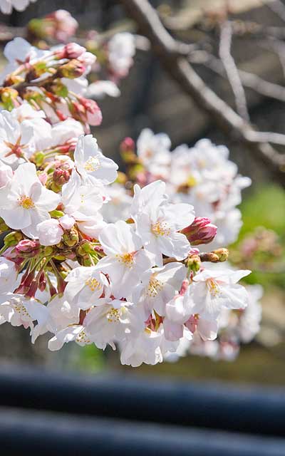 【武蔵小杉の桜(定点観測2020)】観察場所からちょっと離れた別のトコの木、このよーにたわわなトコもあったりしますのよヽ(^.^;)丿