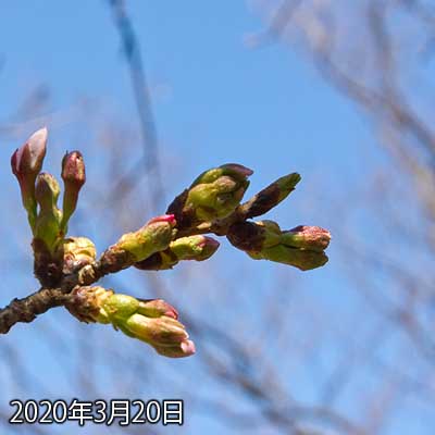 【武蔵小杉の桜(定点観測2020)】ちょっ!昨日より成長してるやないかっ!ヽ(^.^;)丿これはもしかしたら明後日には開花するかもしれん…(^_^;)