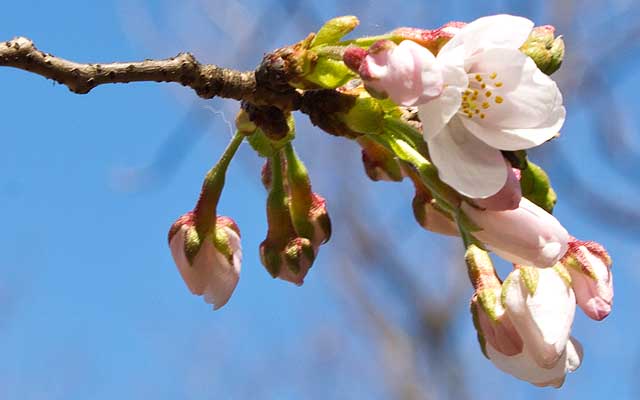 【武蔵小杉の桜(定点観測2020)】と、その1本手前の枝…一昨日重くなって垂れてきたと思ったら、今日は咲いておりましてーヽ(^.^;)丿開き切ってはないですが、明日には開いちゃう感じか?(^_^;)