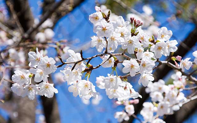 【武蔵小杉の桜(定点観測2020)】そしてこれは観察対象の1本隣…昨日は全体的に1本辺り数輪開いてるか?って程度だったのに、今日急に開き出してた感じで…(^_^;)満開にはならないにせよ、この連休中に3〜4割りは咲くかもしれないですなヽ(^.^;)丿