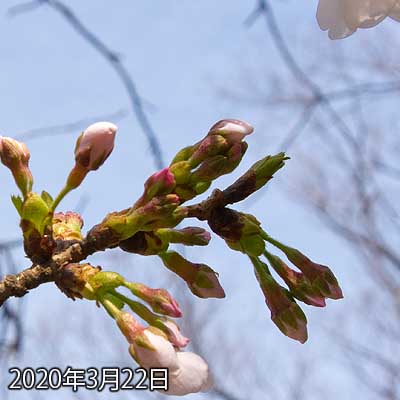 【武蔵小杉の桜(定点観測2020)】なんと昨日咲いてた花が落ちてしまってたのであるヽ(^.^;)丿今日は風が強かったしなぁ…が、その隣の枝は絶好調なんだが…(^_^;)尚、他の蕾も咲きそうな雰囲気になってきておりましたよヽ(^.^;)丿