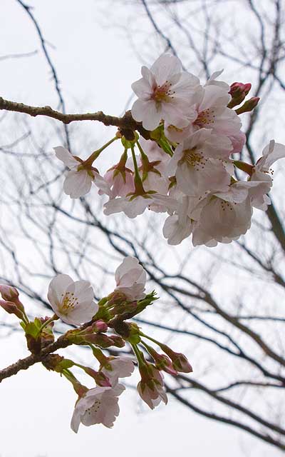 【武蔵小杉の桜(定点観測2020)】下のが全部開く頃には、上のは散り始めてしまうのかもしれのいヽ(^.^;)丿