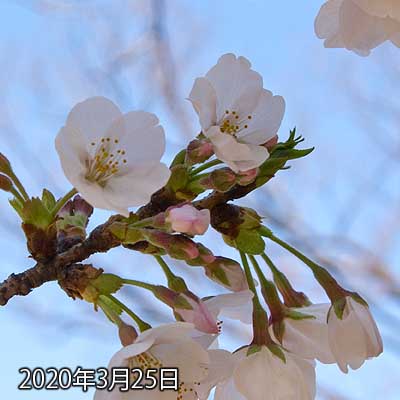 【武蔵小杉の桜(定点観測2020)】大きな変化は無し…(^_^;)が、今週中には咲き切っちゃって、来週は散るかもなーヽ(^.^;)丿まだ周囲の木はぽつぽつって感じではあるけど、これだけ咲きに花が無くなってるのかも…(^_^;)