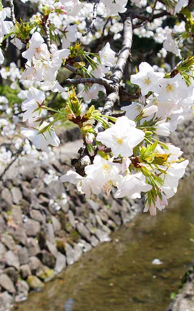 【武蔵小杉の桜(定点観測2020)】その周囲の他の木…昨日の写真でもって、後ろで白く伸びてるやつのUPです(^_^;)