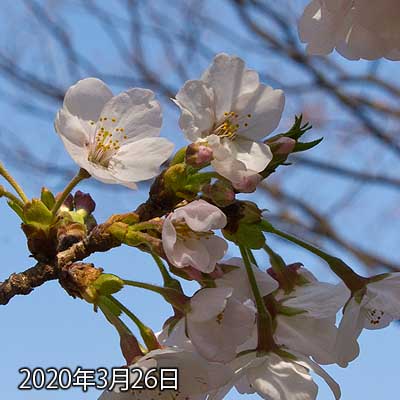 【武蔵小杉の桜(定点観測2020)】とりあえず普段の通り道にあるモノなので、対象は見ておく…(^_^;)よく見るとまだ開いてないのあるんですねー…今週末には咲いてそうですが、丁度雨っぽいから散るのも早いかな?