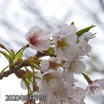 【武蔵小杉の桜(定点観測2020)】花びらが落ち始めましたが、この上にあったもう1本の枝が消滅していたと…ヽ(^.^;)丿何故?折れちゃった?地面にも落ちてなかったなぁ…ヽ(;_;)丿