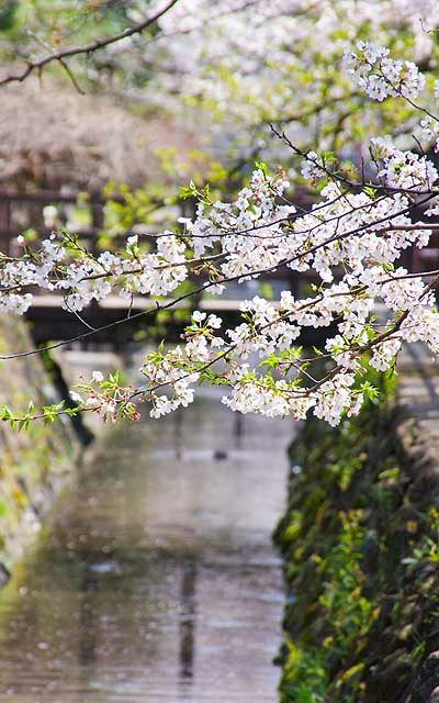 【武蔵小杉の桜(定点観測2020)】3月24日(約10日前)と同ポジwその時はまだポツポツとしか咲いてなかったのが、もう花びらも落ち始め葉っぱが目立つようになってきておりまするーヽ(^.^;)丿