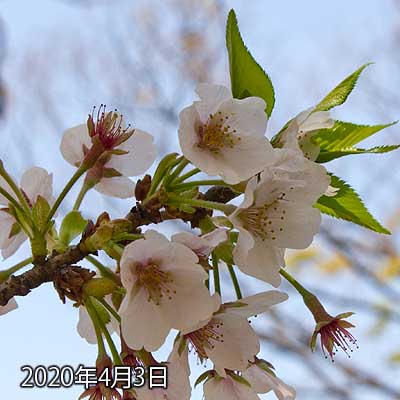 【武蔵小杉の桜(定点観測2020)】昨日との大きな差異はナシ(^_^;)むしろ昨日の風でこんだけ残ってたか〜…ってのもありますが、この週末で全部落ちる希ガスヽ(^.^;)丿