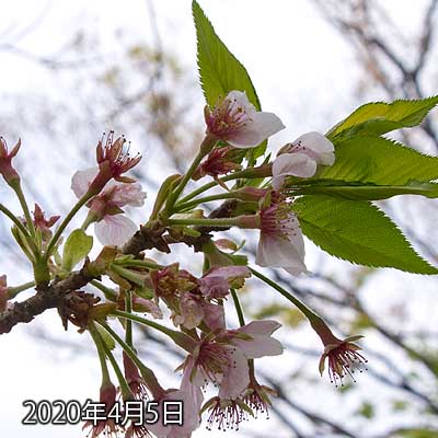 【武蔵小杉の桜(定点観測2020)】昨日は一昨日と違いが無かったので写真を載せませんでしたが、今日は…おおっ!ほぼ花びらが散っとるっ!ヽ(^.^;)丿明日には全部落ちてそうやのぉ…(^_^;)周囲もだいぶ緑色が目立ってきたし、地面の白い点も一部には白い塊化も…(^_^;)