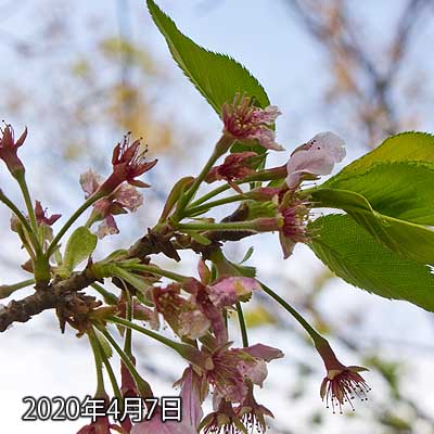 【武蔵小杉の桜(定点観測2020)】花びらの枚数が減ると同時に、残っている花びらも元気がなくなっていく…(^_^;)その内、軸の方も抜け落ちてくんだろうと思う…(^_^;)