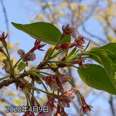 【武蔵小杉の桜(定点観測2020)】残っている花びらがしおしおになってきました…(^_^;)こういう残り方もなんか可哀想な感じが…(^_^;)