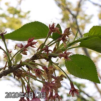 【武蔵小杉の桜(定点観測2020)】昨日との差異はほとんど無いのですが、明日は天気が崩れるってコトなので、とりあえず今日のを撮っておく(^_^;)雨風強くなるみたいですからなー、これで花びらと軸は落とされちゃうかなーヽ(^.^;)丿