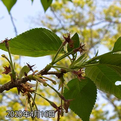 【武蔵小杉の桜(定点観測2020)】昨日の青虫はどっかに行ってた…(^_^;)かなり葉っぱを食われてしまうかと思ってましたが…特には…あ…あれ?1枚足りない?ヽ(^.^;)丿