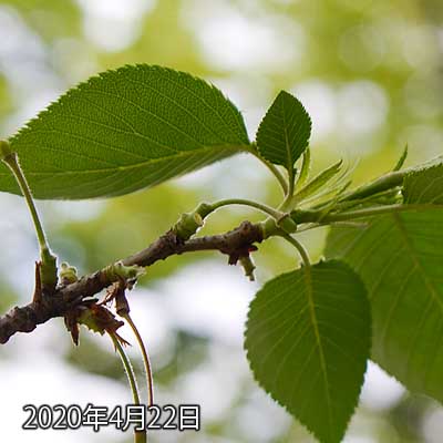 【武蔵小杉の桜(定点観測2020)】結構軸が落ちておりましたヽ(^.^;)丿持って明日ですかねー…明日見てみて、ほとんど残ってないようであれば動画にしちゃいましょう…(^_^;)