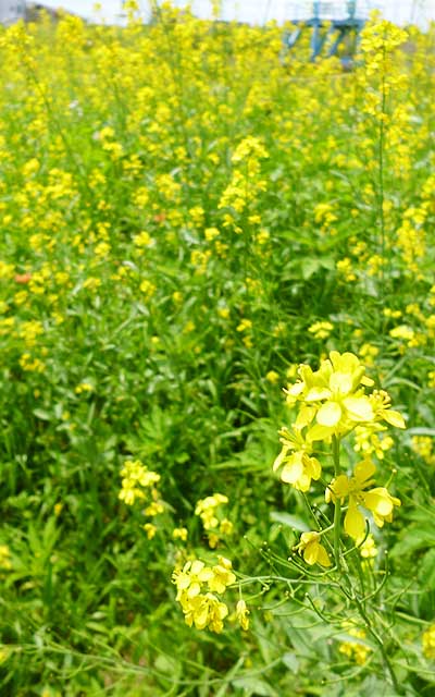 昨日の天気だったらこの辺はもっと映えたのになぁーヽ(^.^;)丿今日はちょっと曇り気味、風も強くて砂埃が舞って視界がクリアでないヽ(^.^;)丿