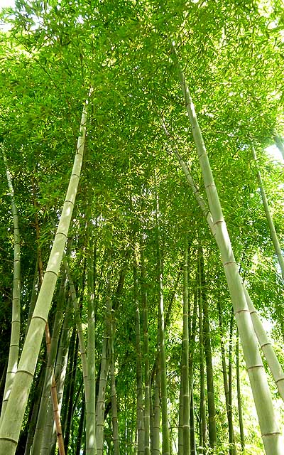 その近くにある竹林…今回の背景に使ったお写真と同じ等々力だったり…(^_^;)今日撮るんだったら、これを今回のお絵描きの背景に使えば良かったのに…(^_^;)いや、撮りに行ける程の天気になるとは思ってなかったのでっ!ヽ(^.^;)丿改めて編集し直すのも大変なんでーヽ(^.^;)丿