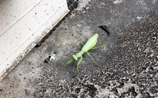 昼過ぎ、書類作ってて空気の入れ換えに窓開けたらベランダに刃物を持ったヤツがいたっ!ヽ(^.^;)丿