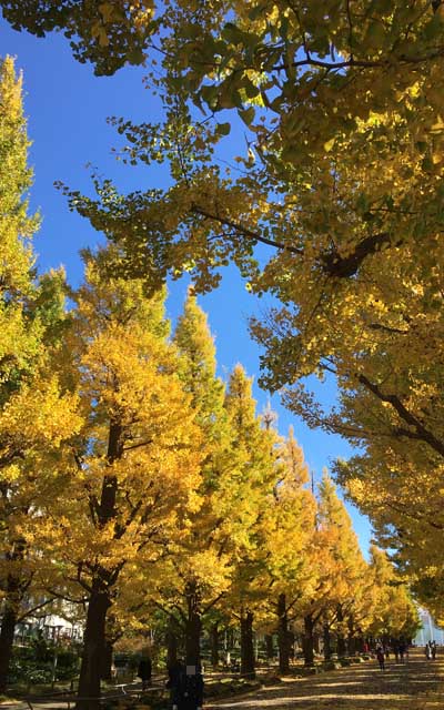 そーそー、これでこそ秋って感じ…って、もう11月末ぢゃないですかやだーヽ(^.^;)丿近く(そうでもないか?)の某大学キャンパスに続く銀杏並木…(^_^;)