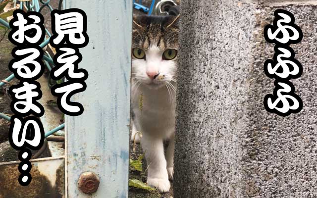 今日のお歩き中に出くわした猫＼(^o^)／細い路地で、壁と柵の間…出て来ようとしてた訳では無いだろうけど(狭過ぎだから)、こっちから覗いても逃げなかったので撮った…ヽ(^.^;)丿多分、隠れてたつもりなんだろう…(なので、このキャプションw)