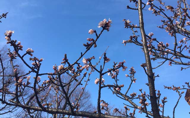 先日も近い場所で撮ってましたが、結構本数があったコトに今日気付く…(^_^;)まだ蕾あるし、これからいっぱい咲くかな?(^_^;)