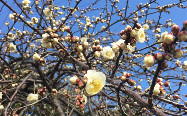 今日も小一時間、まだ埋めてなかった道を埋めに…でもって梅を撮るヽ(^.^;)丿まだそんなには開いてないみたいねーヽ(^.^;)丿