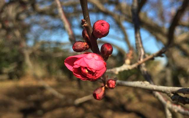 だそうなので、春っぽそうな写真を貼っておく…(^_^;)赤い梅ー