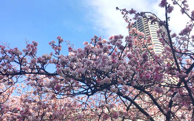 お歩きの帰り、なんかピンクに咲いてね?って気付いたのがこれだったヽ(^.^;)丿おー…河津桜ですなーヽ(^.^;)丿