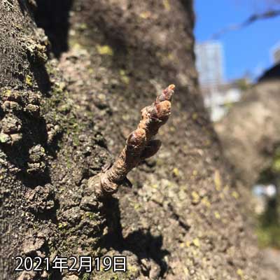 【武蔵小杉の桜(定点観測2021)】2月19日、近過ぎるせいか、前回の写真と位置を合わせたら端が切れてしまったヽ(^.^;)丿近寄り過ぎたかのーヽ(^.^;)丿まだ大きな変化はありませんが、開花予想としては来月19日位らしいから、急に変わる可能性はありそうです(^_^;)