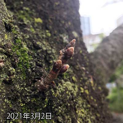 【武蔵小杉の桜(定点観測2021)】3月2日、昨日の今日ですが、昨日のお写真が少々ピンぼけだったので…ご飯を買いに出たついでに撮っておいた…当然変化は無しっ!ヽ(^.^;)丿