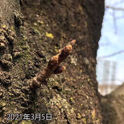 【武蔵小杉の桜(定点観測2021)】3月5日、とりあえず見に行く…(^_^;)うぅ…ピント合わない…撮る角度間違った…ででで、でも、特に大きな変化は無いみたいだからいいか…ヽ(^.^;)丿