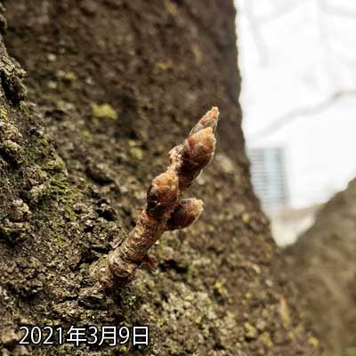 【武蔵小杉の桜(定点観測2021)】3月9日、気持ち膨らんだか?みたいな印象はあるけどまだまだ…(^_^;)が、場所によっては先っぽが薄緑、あるいは白っぽくくなり始めてるのもある(^_^;)