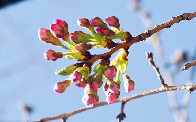 先週12日の蕾は、もう咲く手前になっておりましたヽ(^.^;)丿明日には開花してるかもなーヽ(^.^;)丿