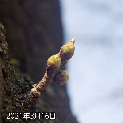 【武蔵小杉の桜(定点観測2021)】3月16日、明らかに膨らんでる来てるのは判るんだが…他の木の方が成長早い…(^_^;)