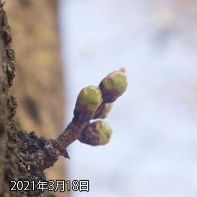 【武蔵小杉の桜(定点観測2021)】3月18日、丸い部分が大きくなって、少し飛び出してきたようですが…まだまだ…